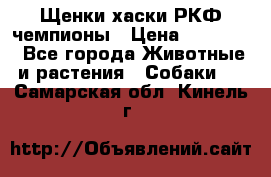 Щенки хаски РКФ чемпионы › Цена ­ 90 000 - Все города Животные и растения » Собаки   . Самарская обл.,Кинель г.